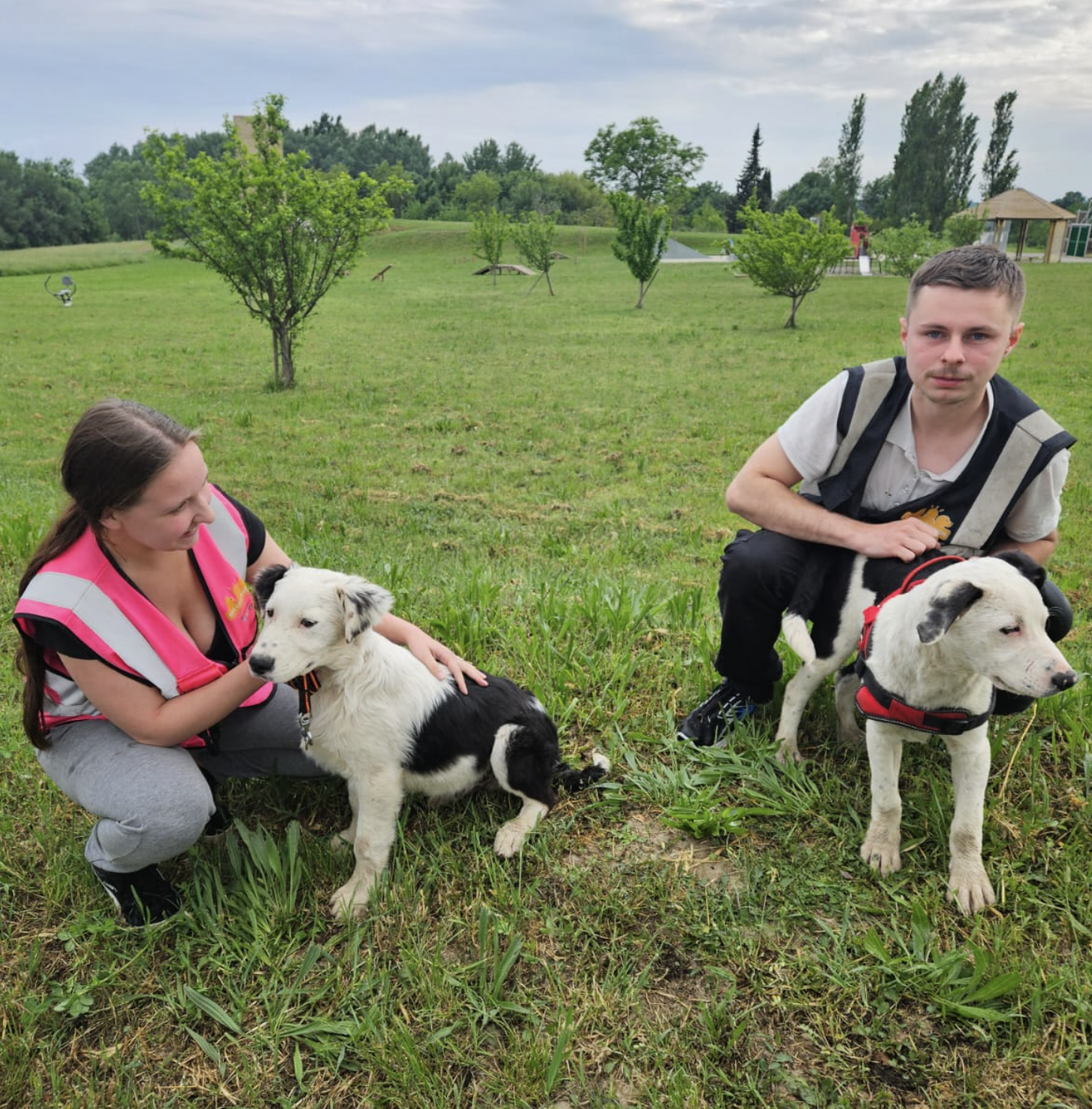 Transport animalier association SOS Compagnon